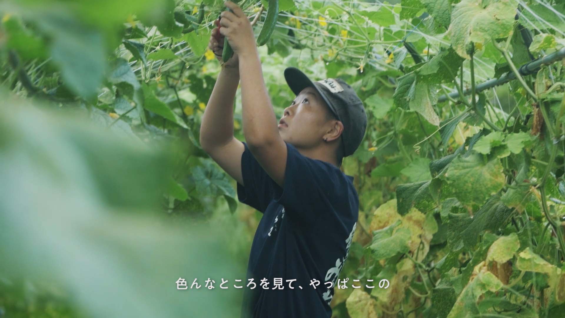 宮崎県 農業ドキュメンタリー 動画